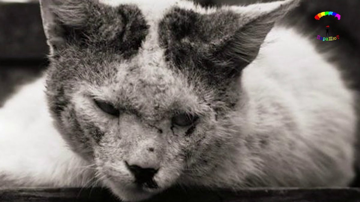 Одинокий кот