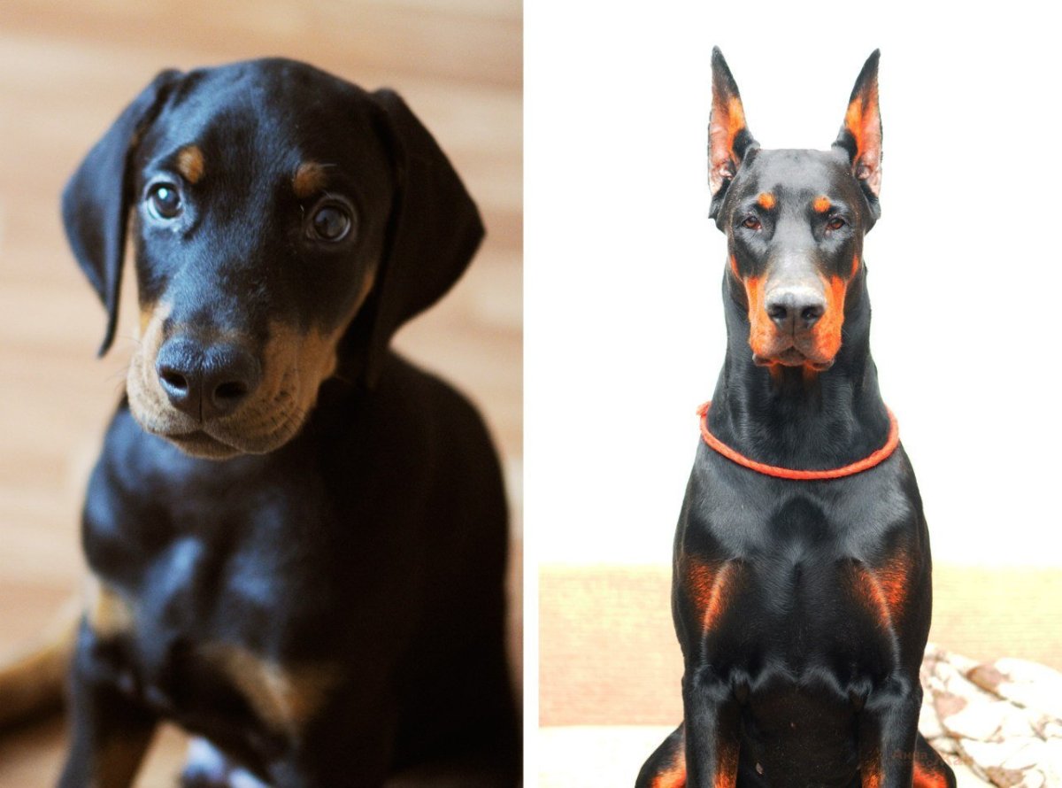 Доберман некупированный