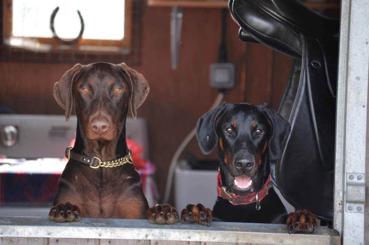 Доберман шоколадный некупированный