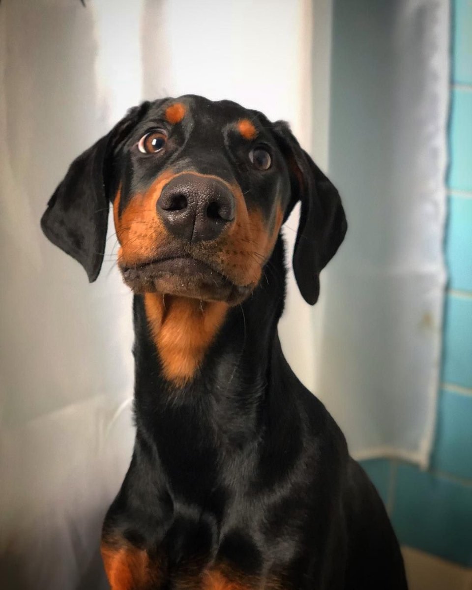 Доберман купированный и некупированный