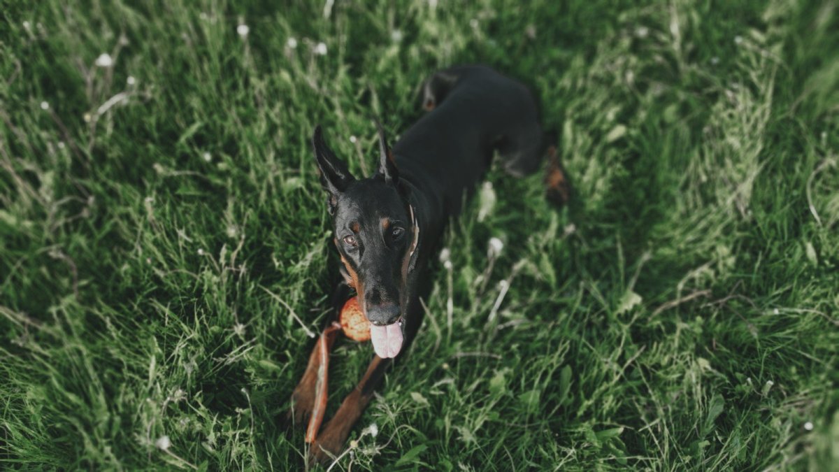 Доберман с ушами необрезанными