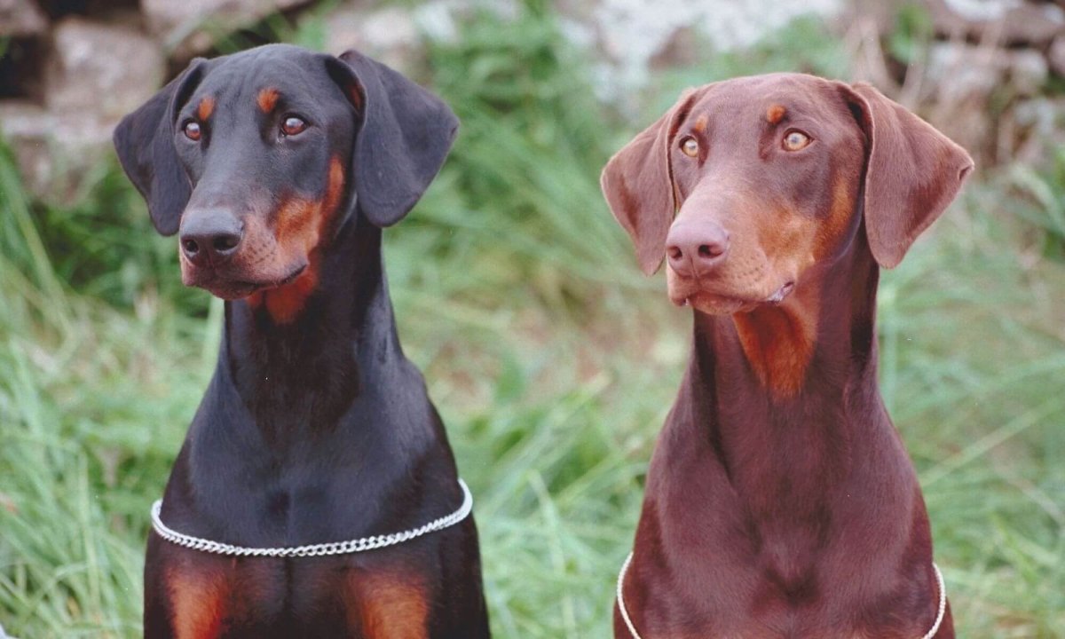 Пинчер не купированный