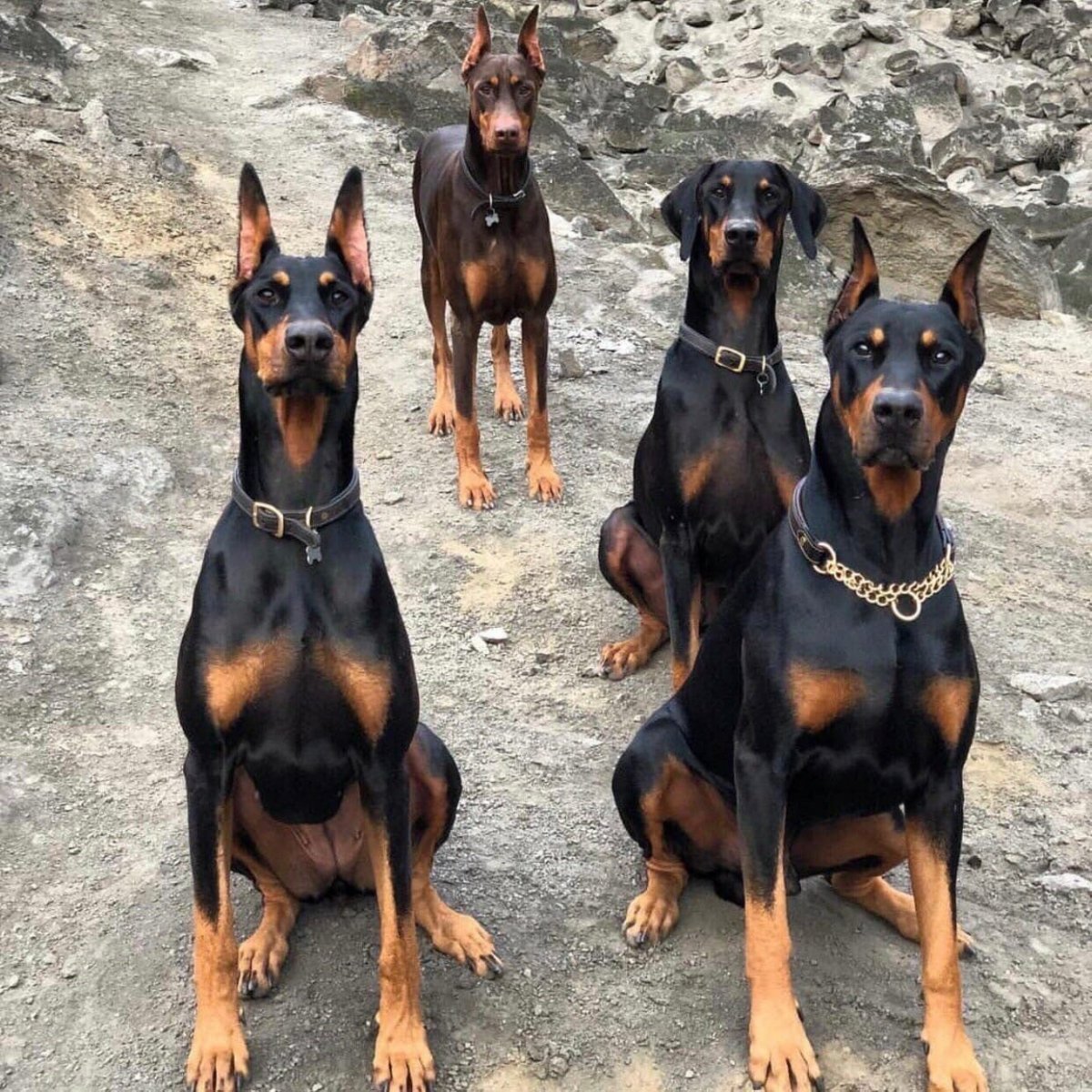 Щенок добермана купирование купирование ушей