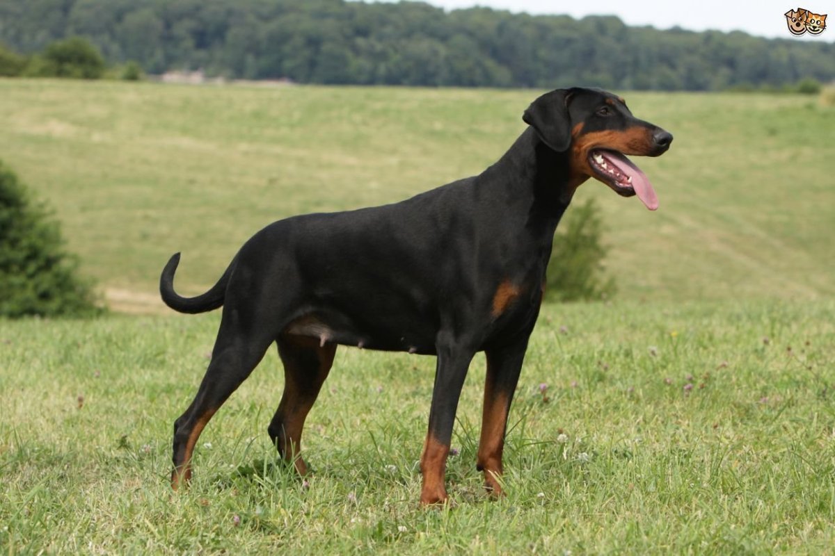 Доберман коричневый некупированный