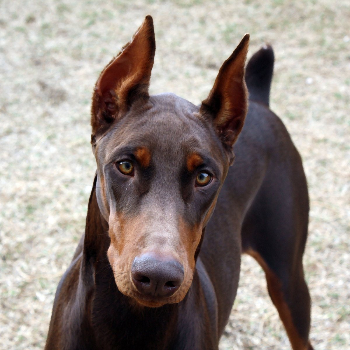 Стандарт купирования ушей добермана