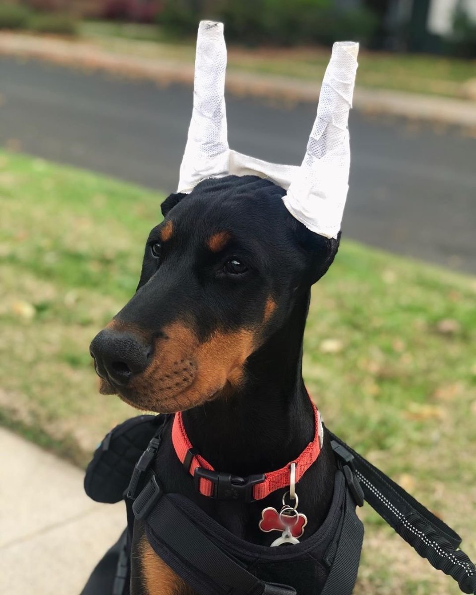 Ушастый Доберман