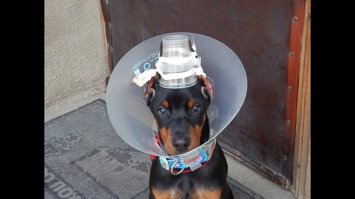 Доберман некупированный операция