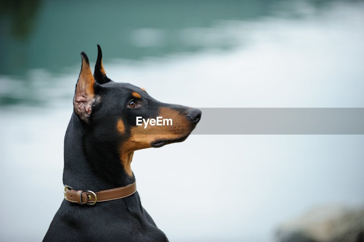 Воротник для добермана