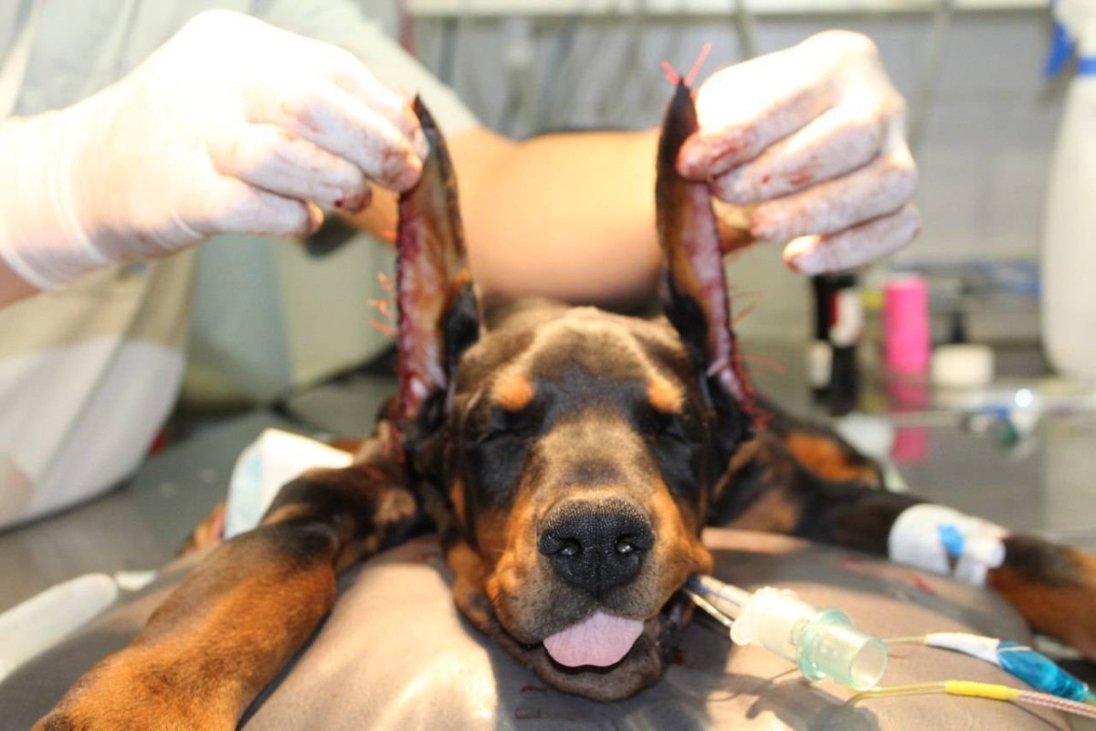 Доберман некупированный