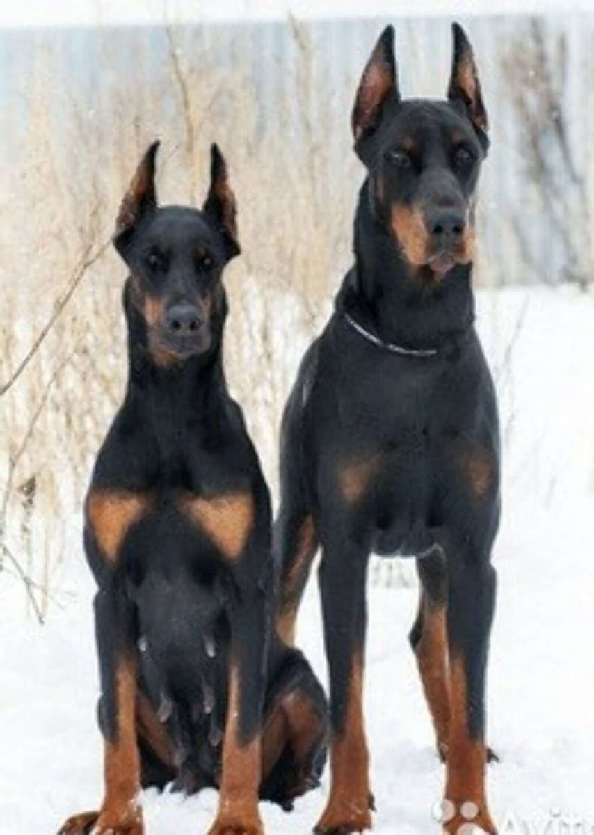 Доберман купированный и некупированный