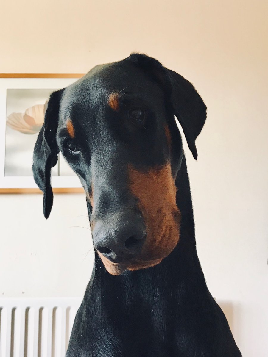 Не кунпированый Доберман