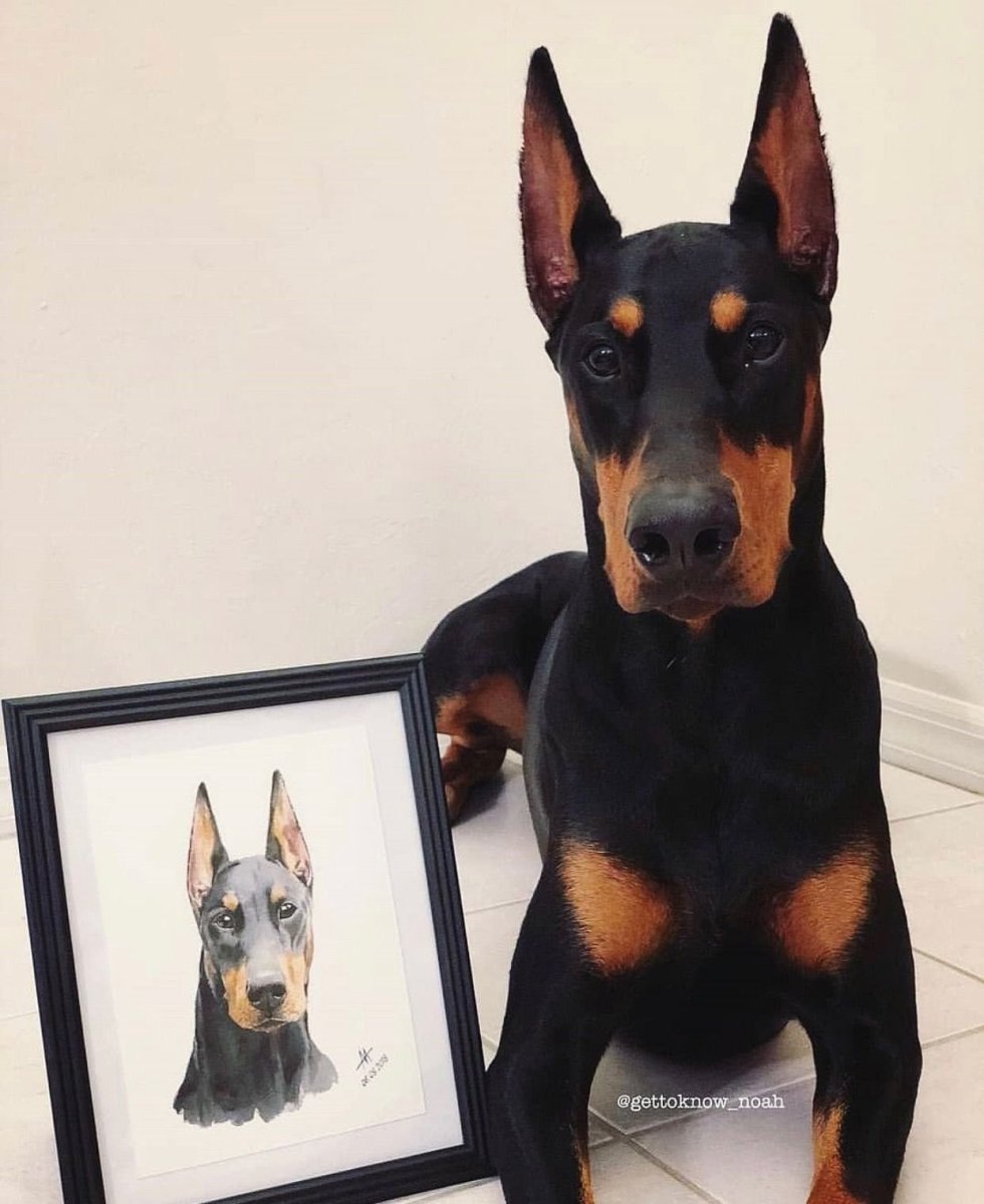 Доберман с лежачими ушами