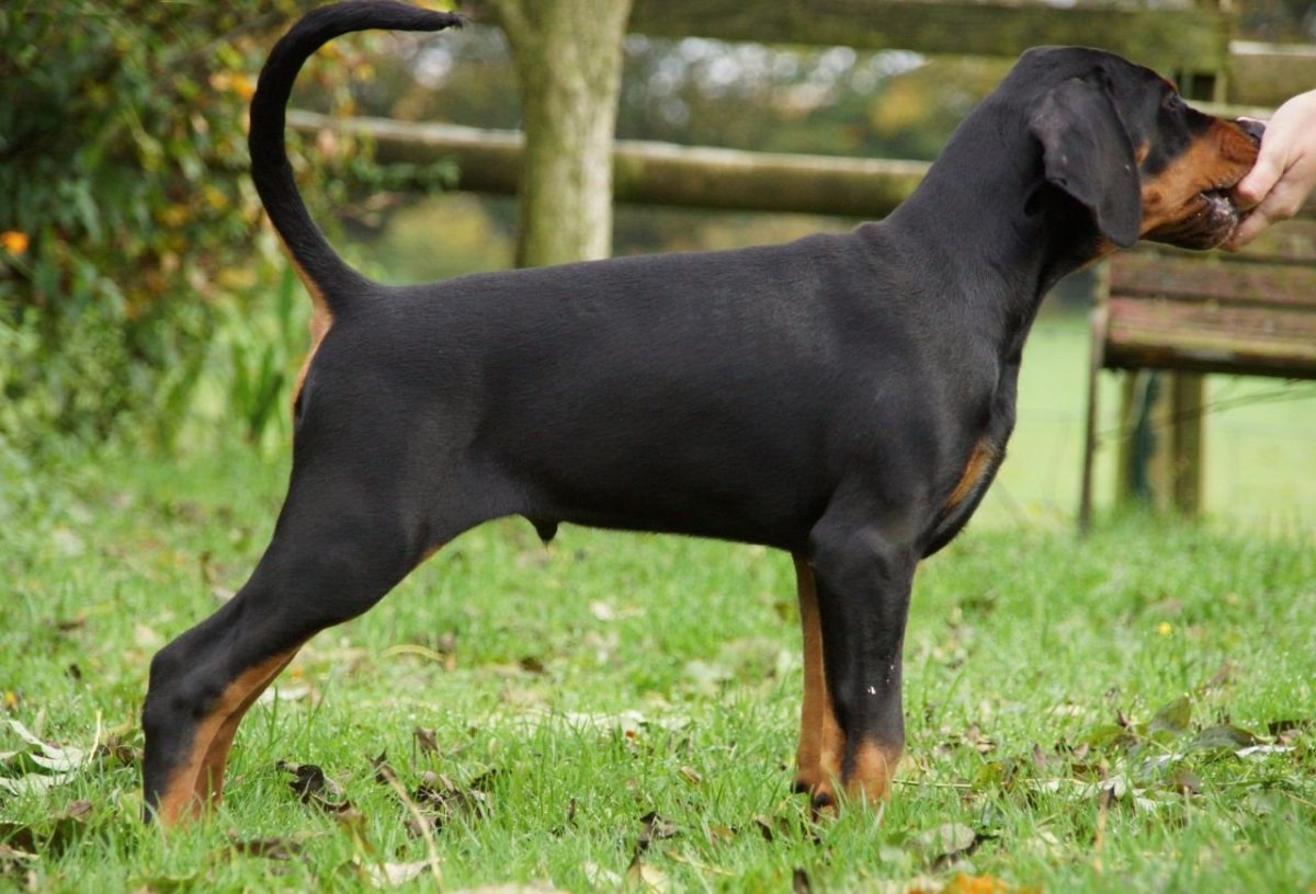 Доберман не купирлваный