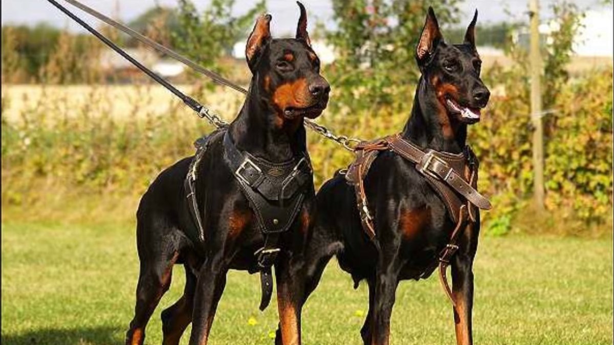Доберман-пинчер некупированный
