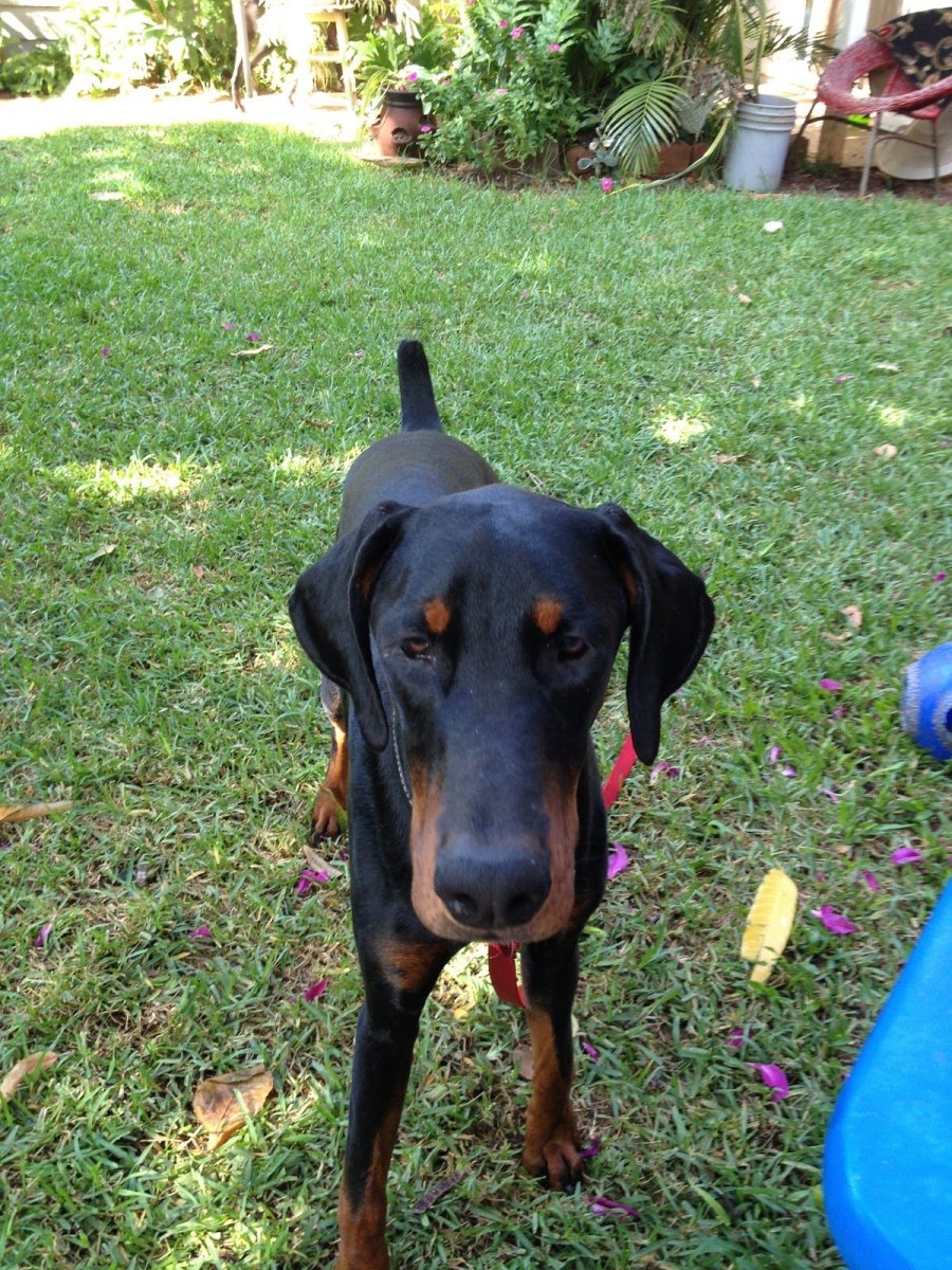 Доберман некупированный