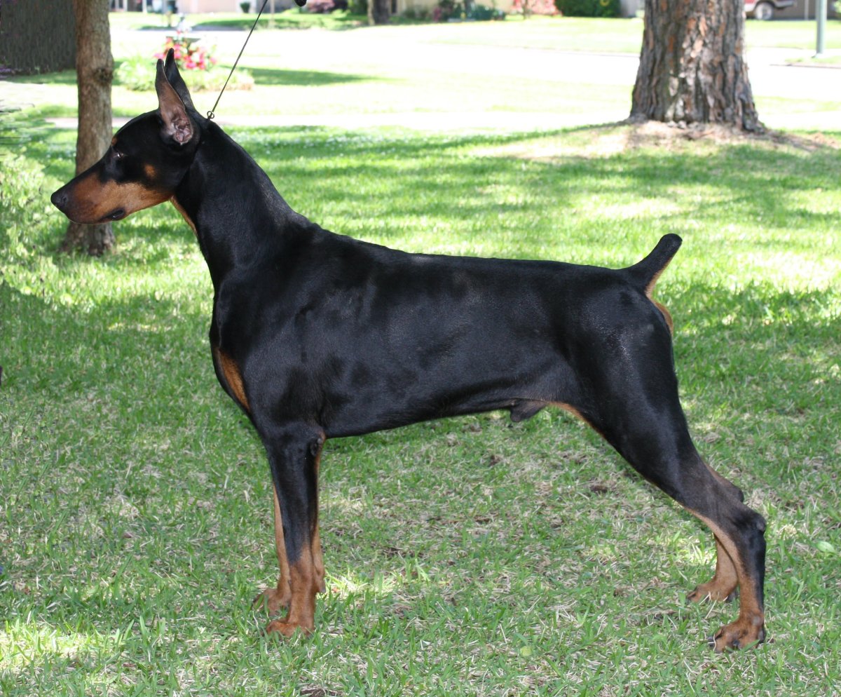 Купированный Доберман в Российской империи