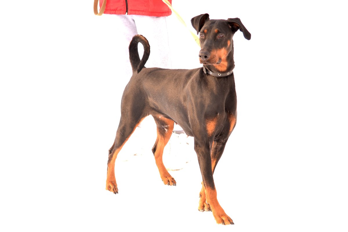 Доберман-пинчер некупированный