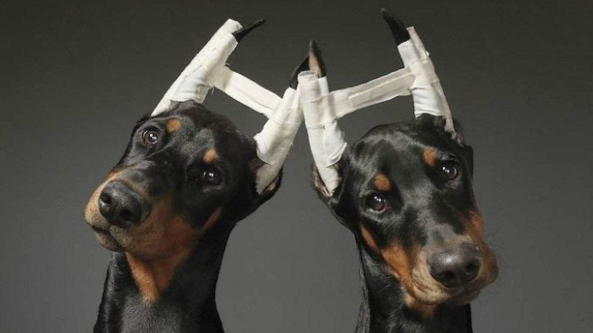 Доберман уши купируют