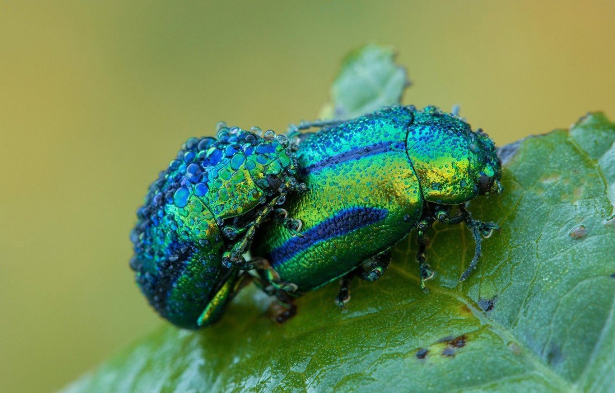 Жук бронзовка мраморная