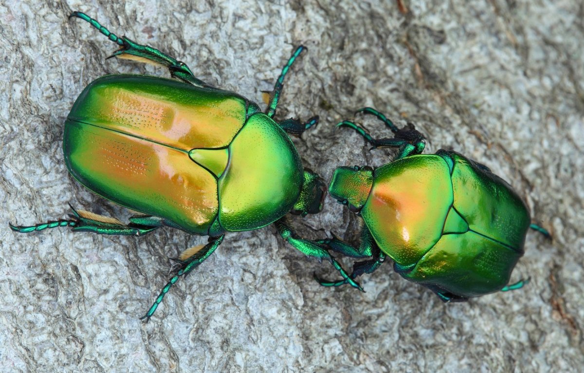 Маленькие зеленые жучки