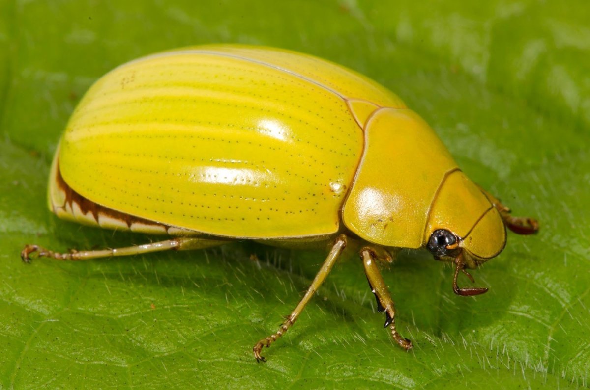 Жук Рогач рога