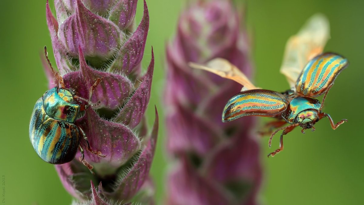 Жук нарывник синий
