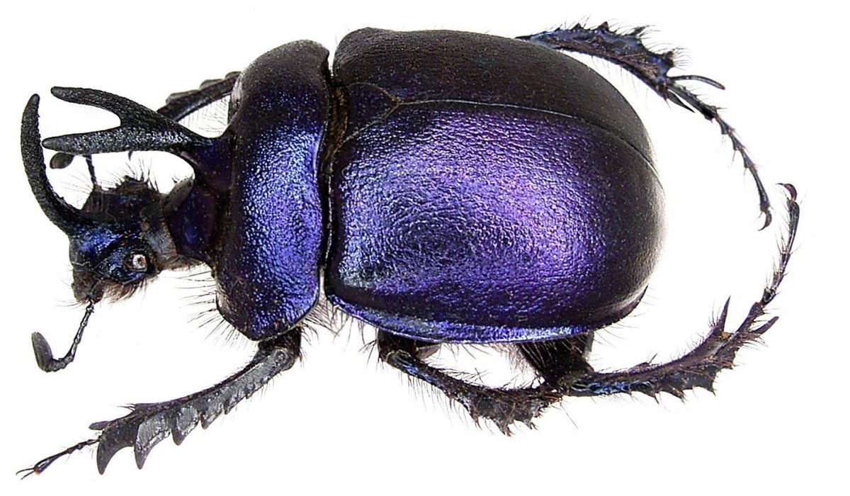 Золотой Жук скарабей