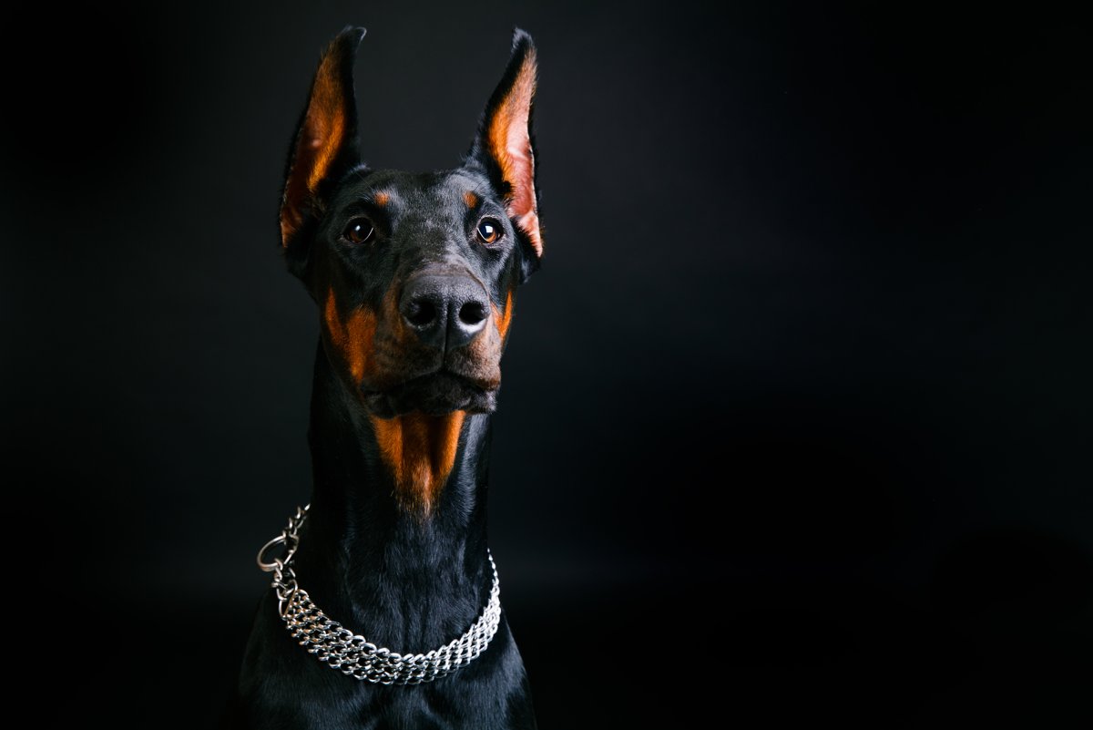 Купирование ушей у добермана