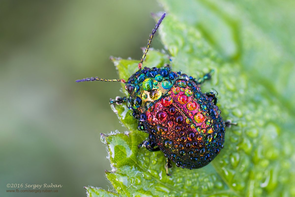 Жук навозник зеленый