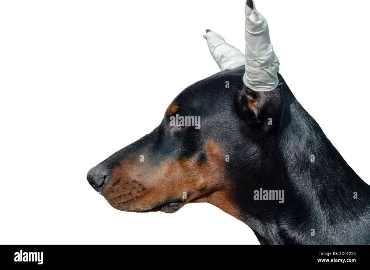 Стандарт купирования ушей добермана