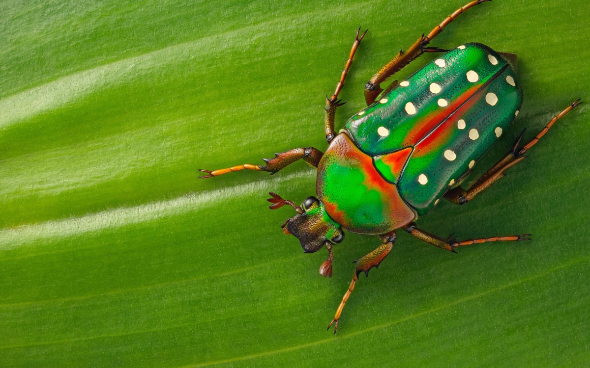 Beetle Жук насекомое