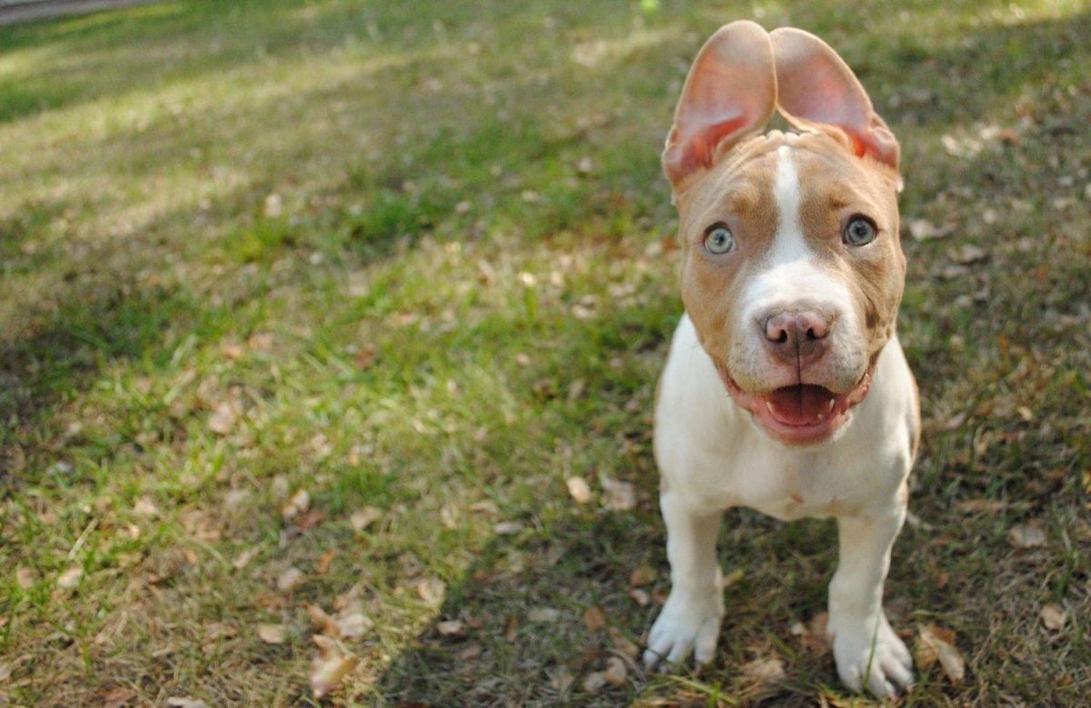 Ротвейлер купированные уши