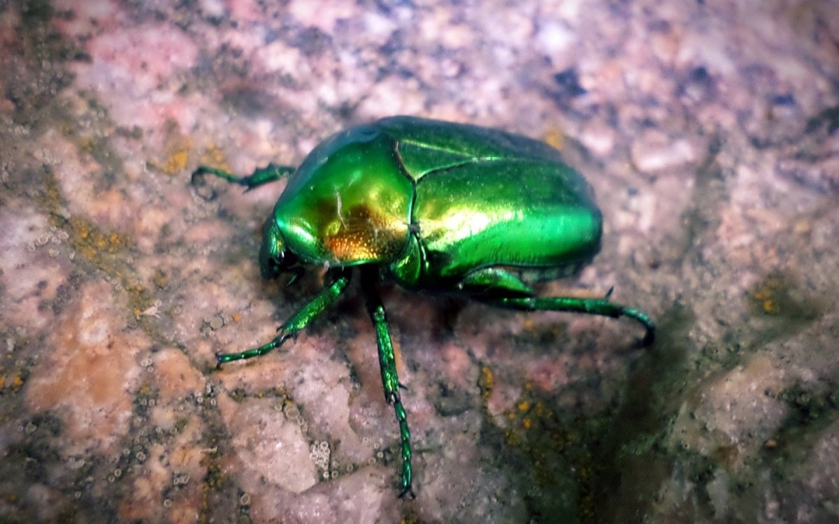 Зеленый Жук бронзовка