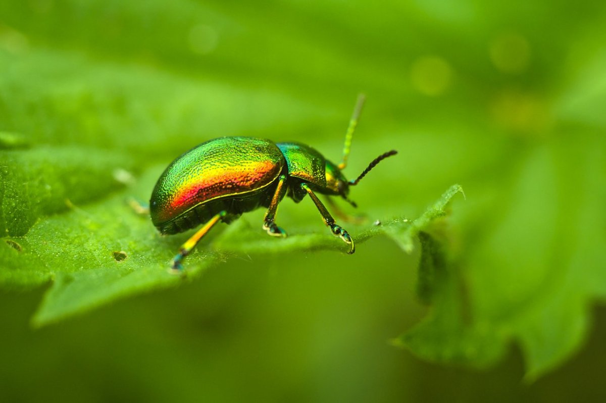 Жук Листоед Радужный