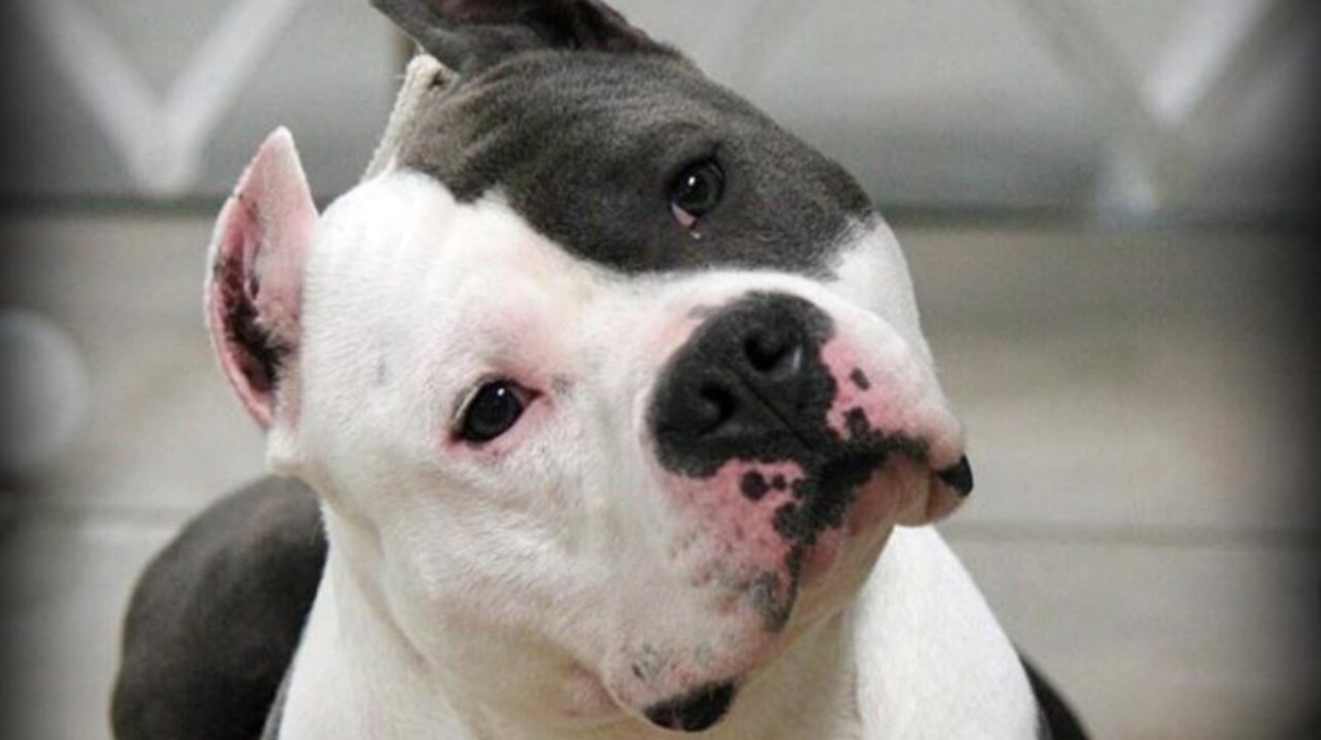 Американский питбуль некупированный