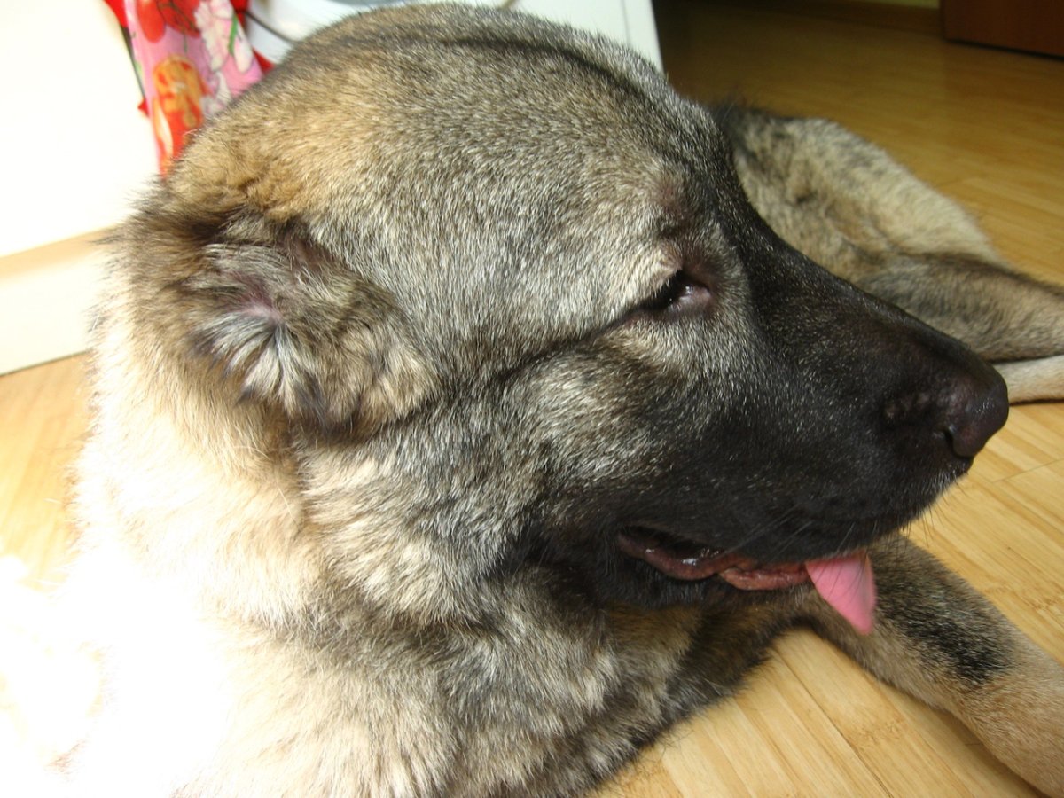 Форма ушей у собак