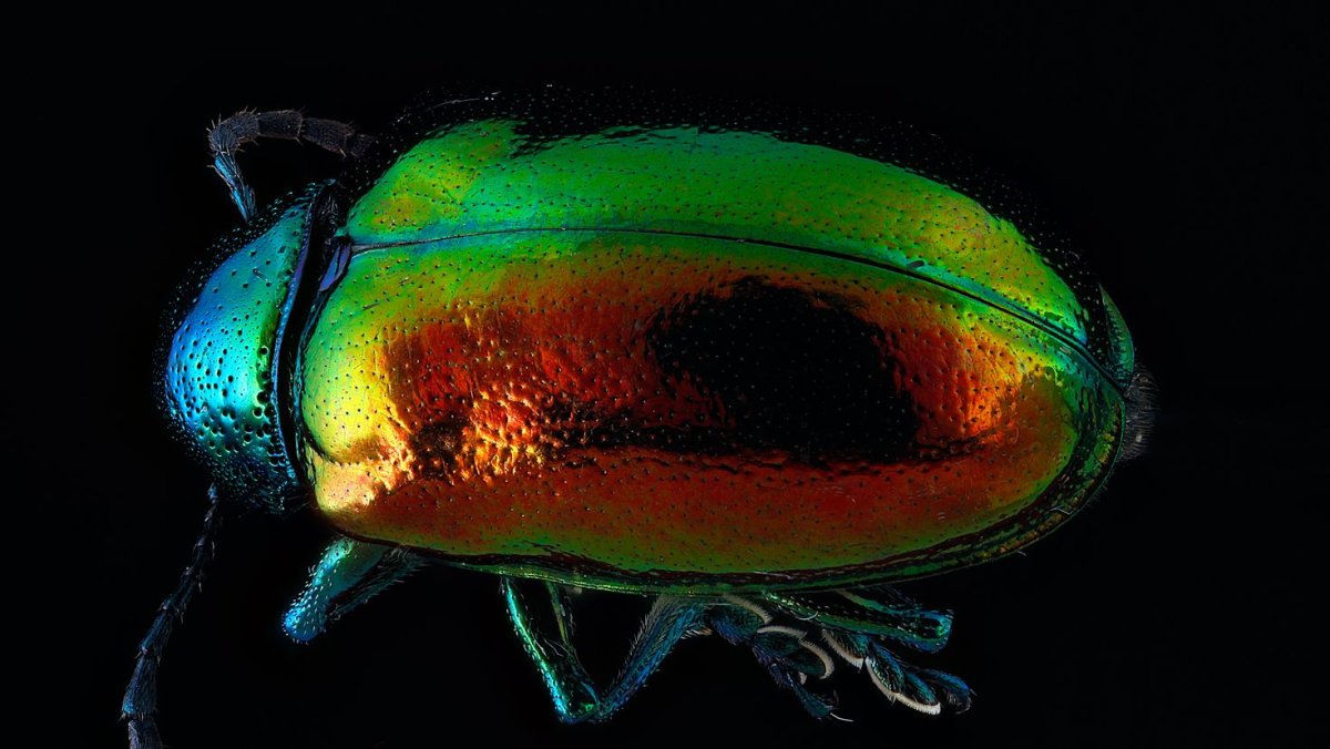 Майский Жук Радужный