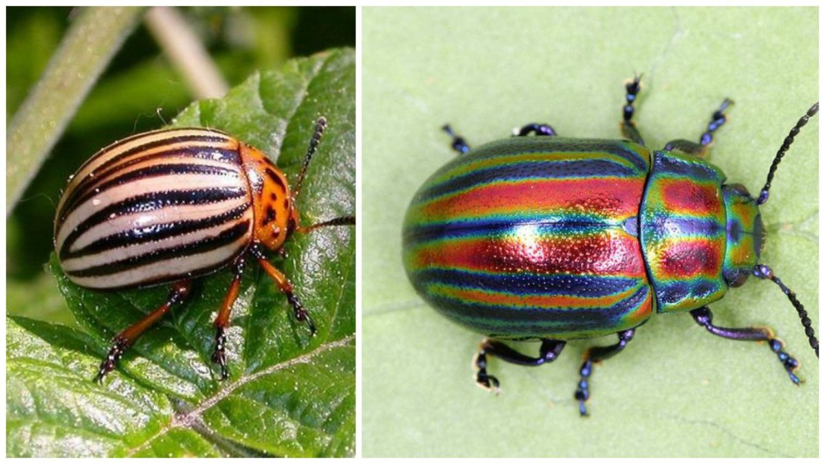 Жуки долгоносики жёлтые