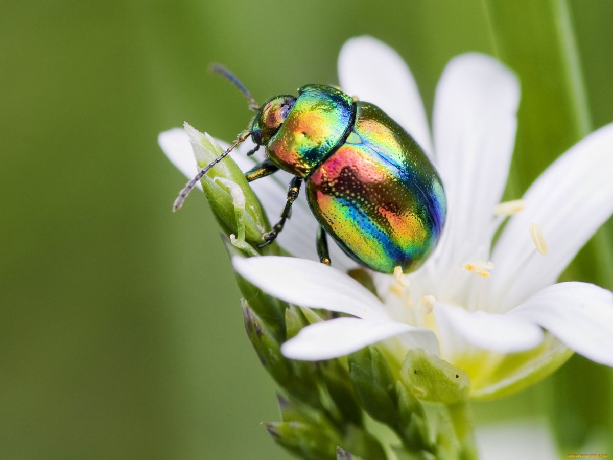 Жук навозник зеленый