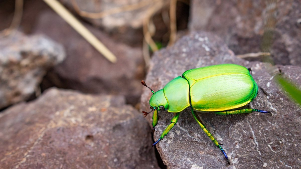 Фиолетовый Жук