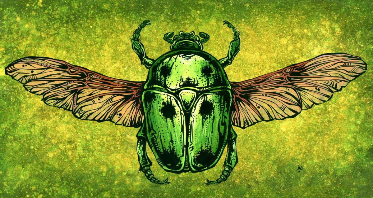 Жужелица Королевская