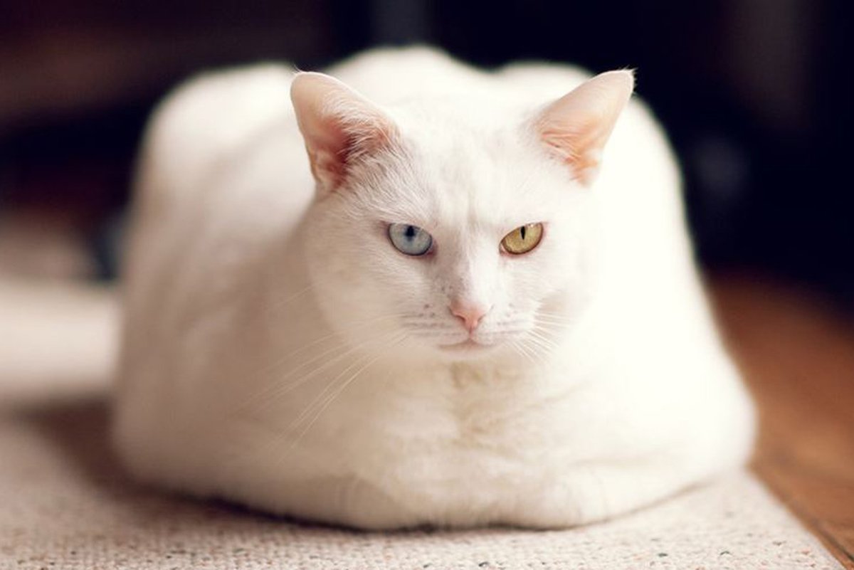 Кошка пророка Мухаммеда Муизза