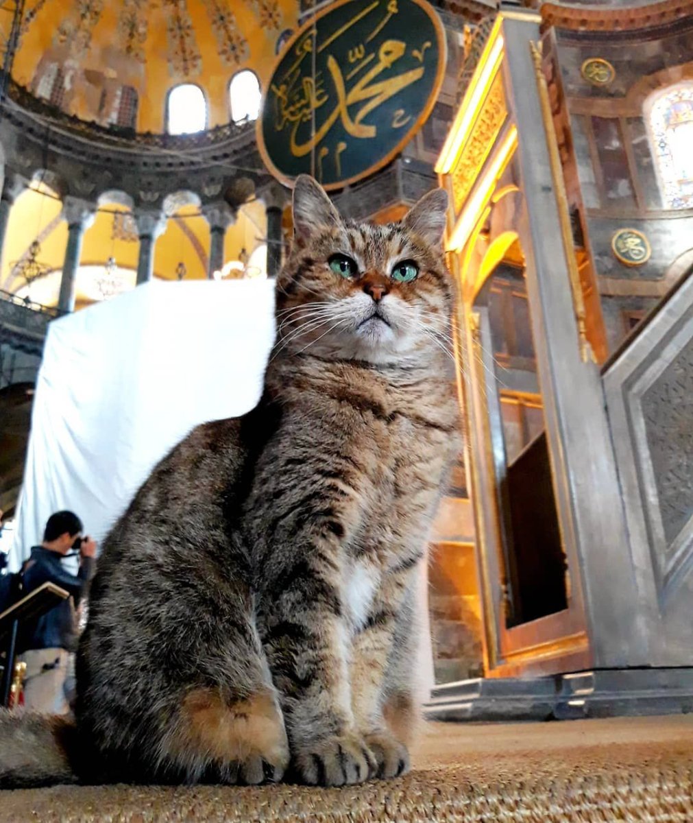 Айя София Стамбул кот