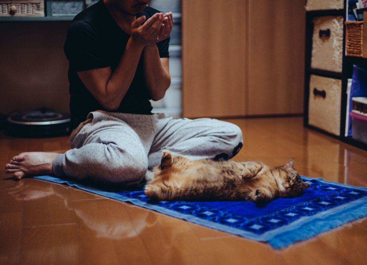 Кошка в мусульманстве