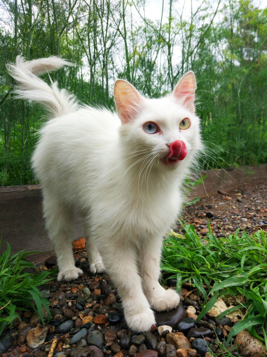 Муизза кошка