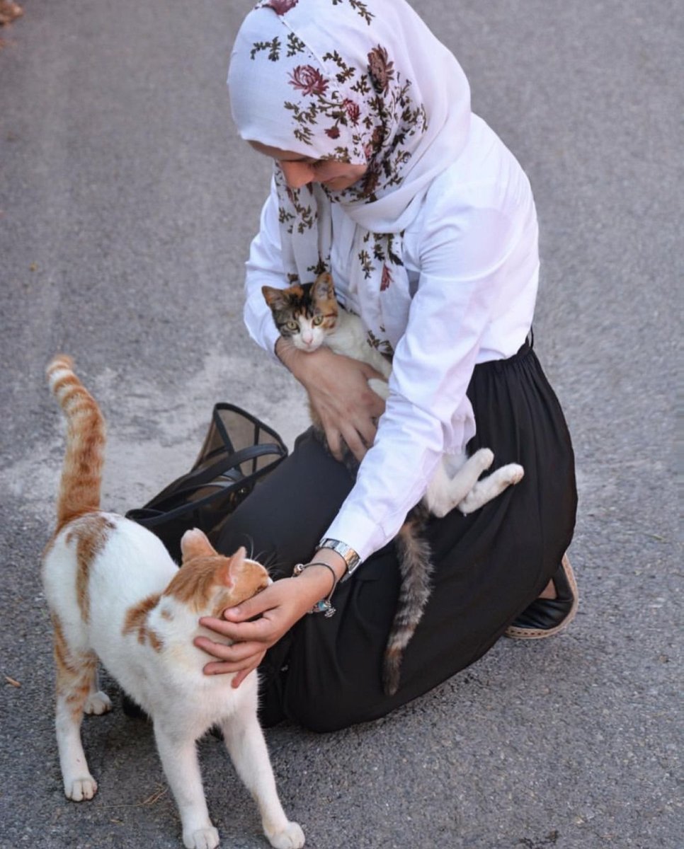 Мусульманские кошки
