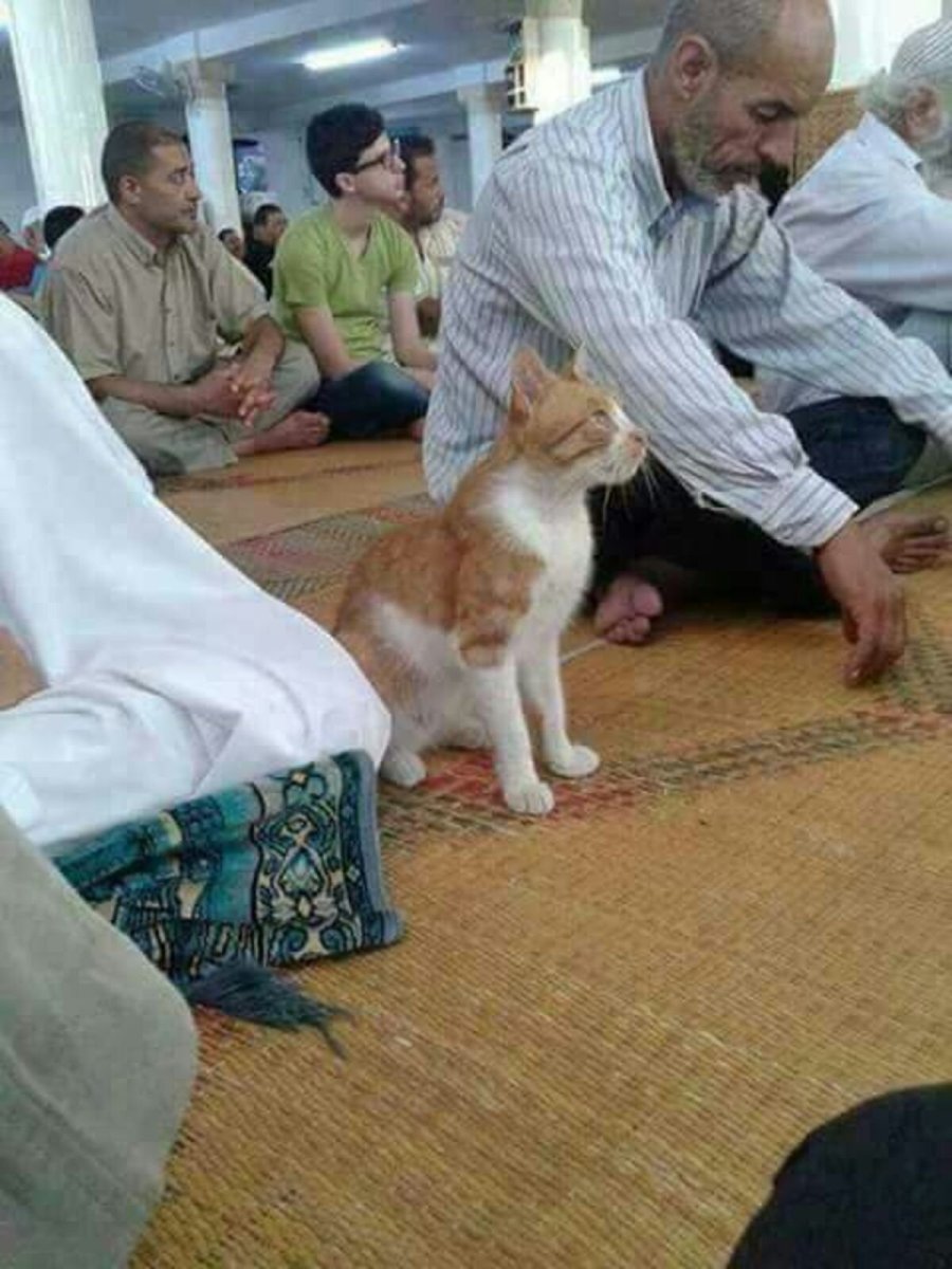 Мусульманские кошки