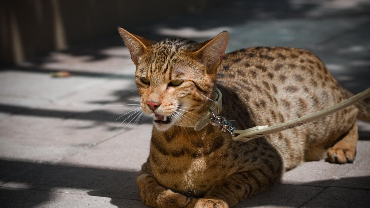 Порода Саванна (Ашера)