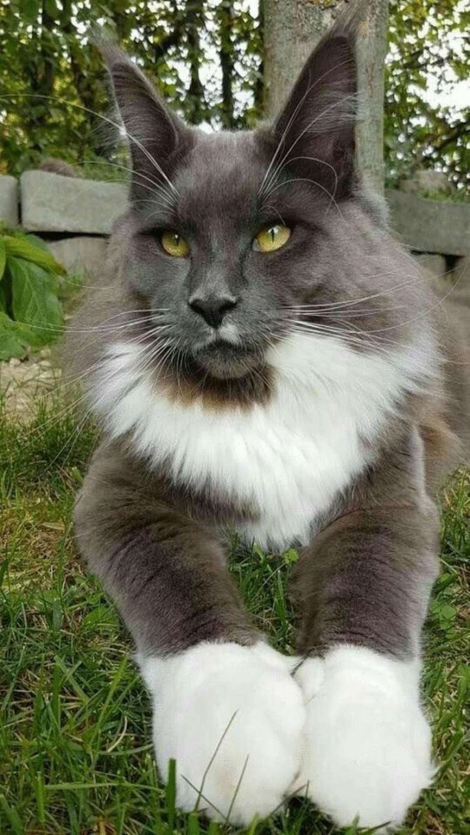 Каракал и каракет