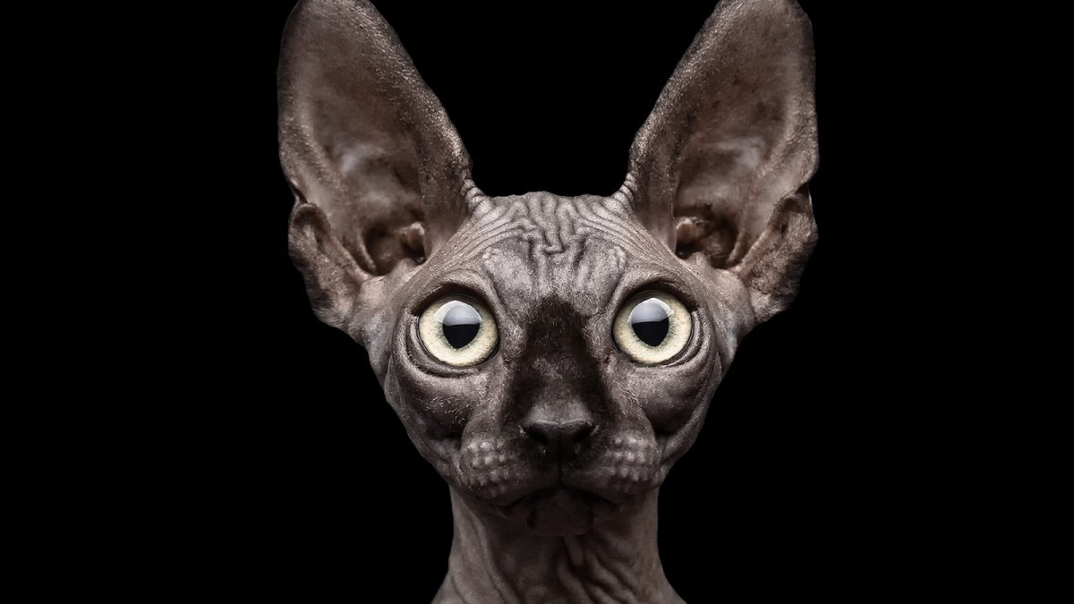 Кот с ушами зайца